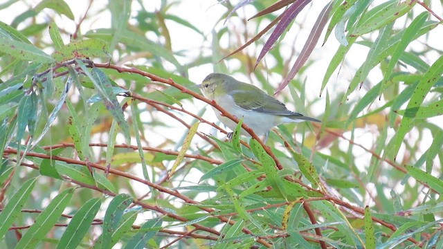 Tennessee Warbler - ML610393461