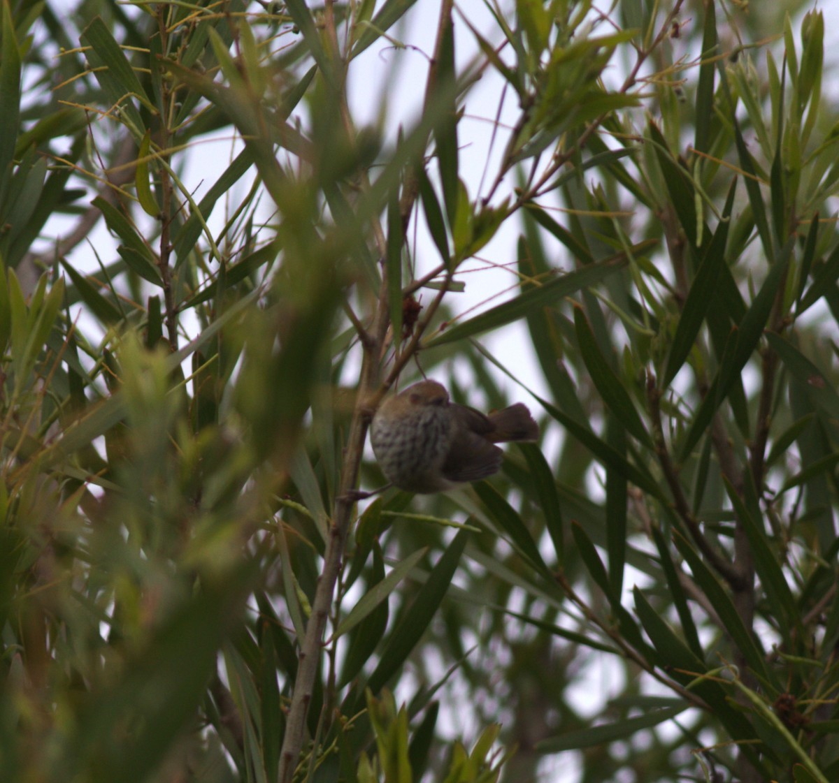 Brown Thornbill - ML610393463