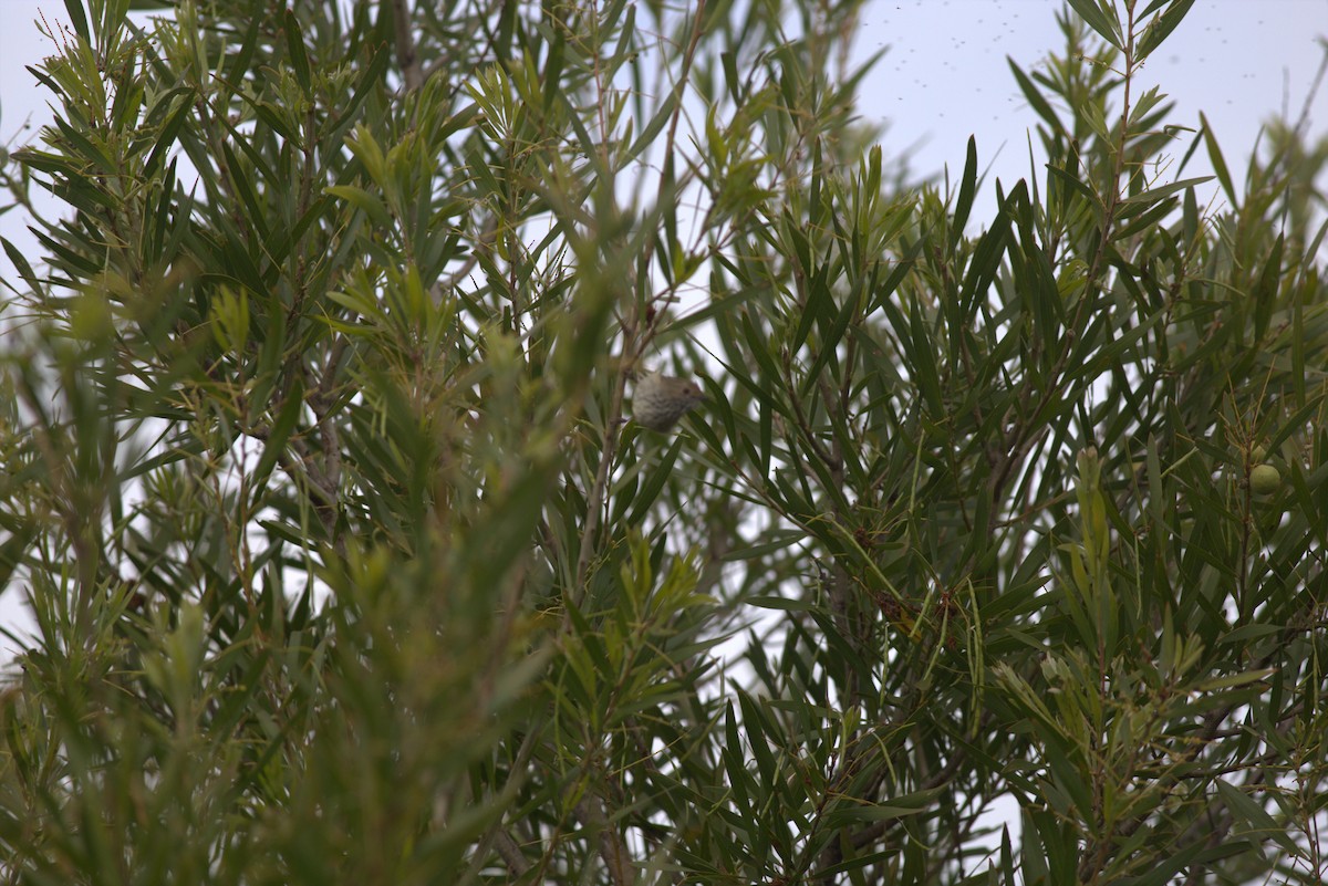 Brown Thornbill - ML610393465