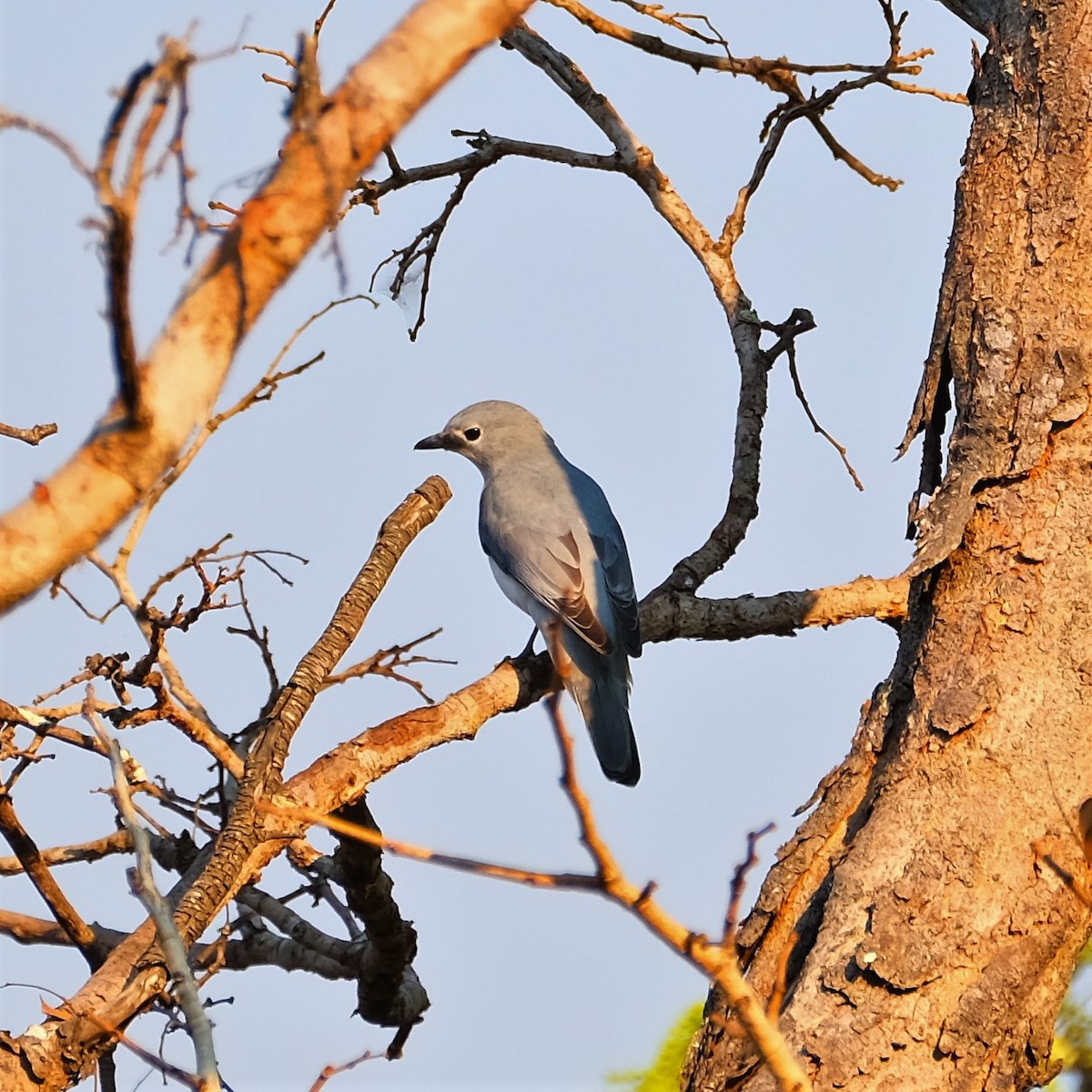 White-breasted Cuckooshrike - Andrew Dressel