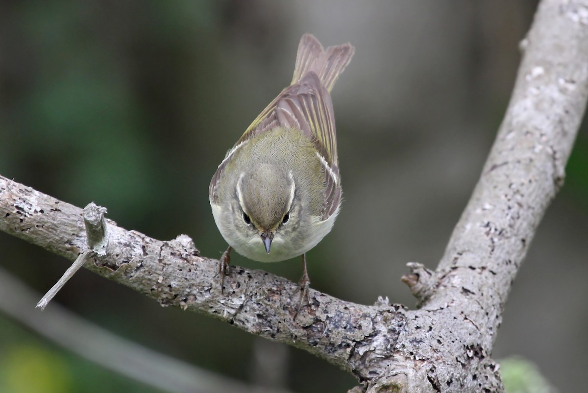 Yellow-browed Warbler - ML610393584