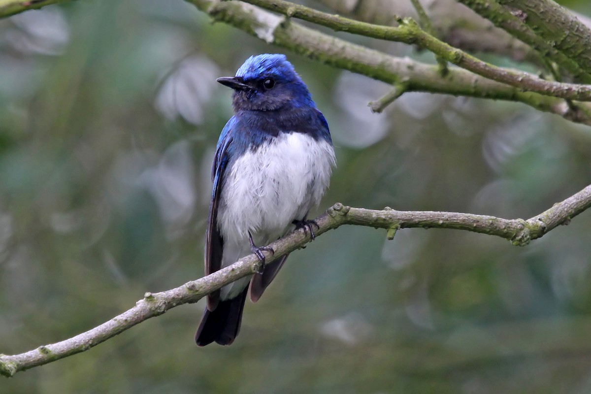 Blue-and-white Flycatcher - ML610393613