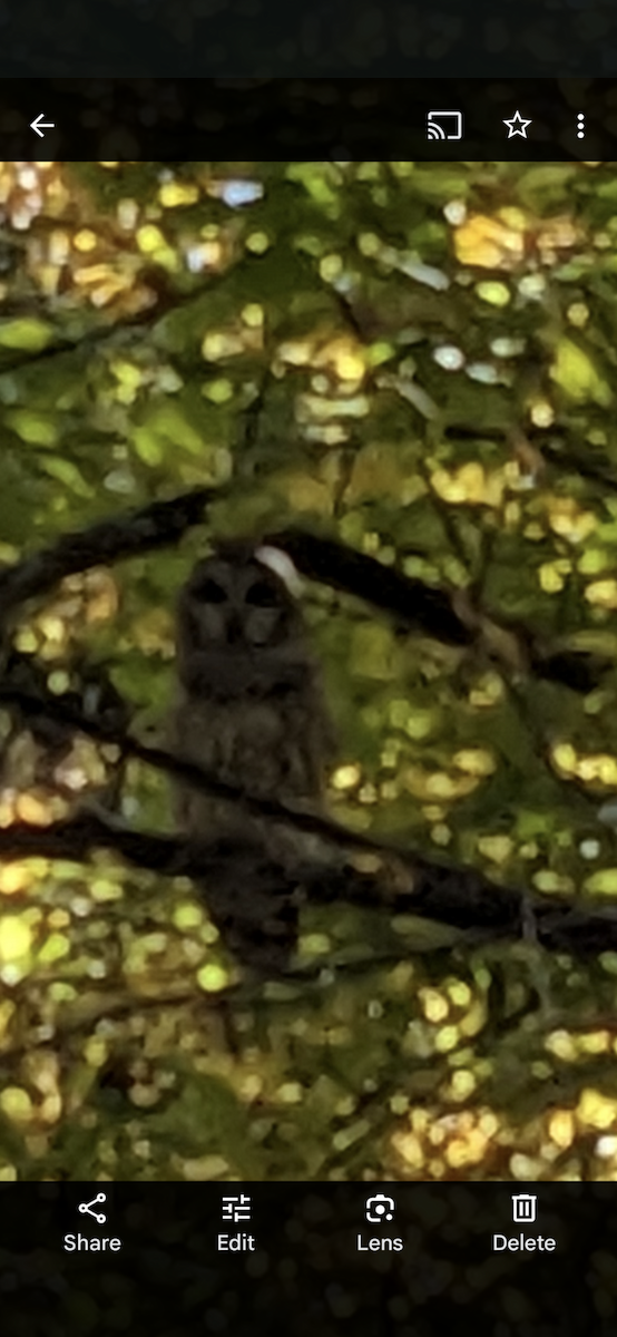 Barred Owl - ML610393707
