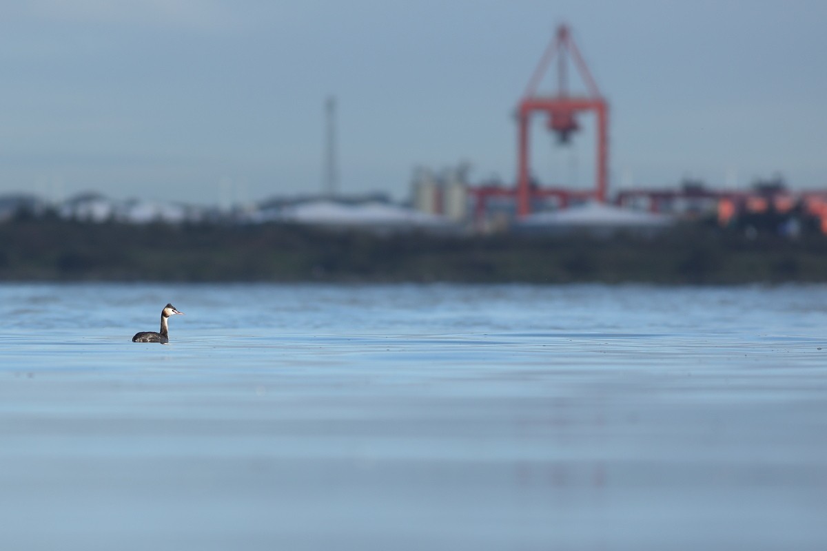 Great Crested Grebe - ML610393729