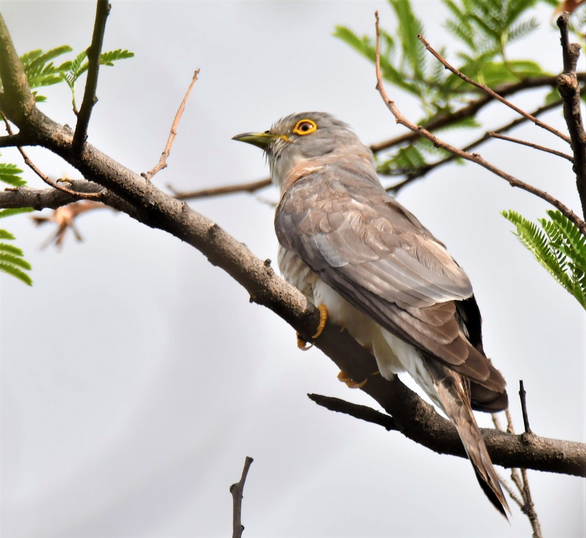 Common Hawk-Cuckoo - ML610393766