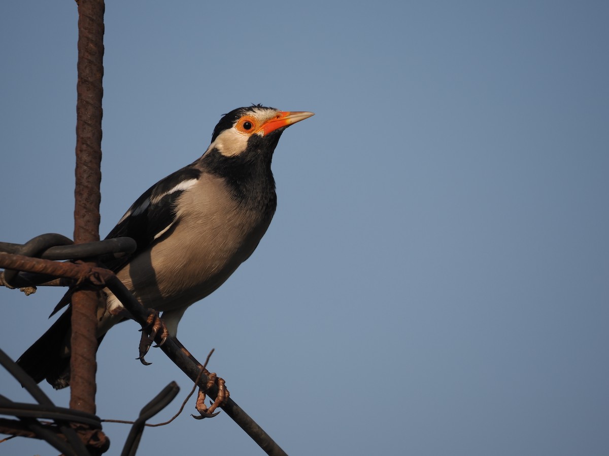 Indian Pied Starling - ML610393824