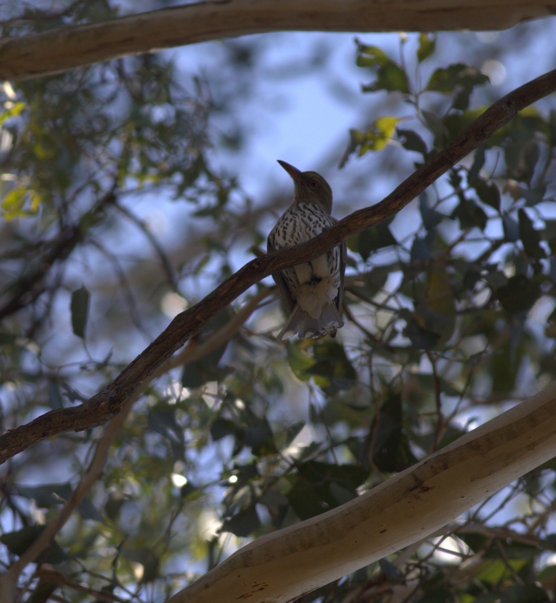 Olive-backed Oriole - ML610394005