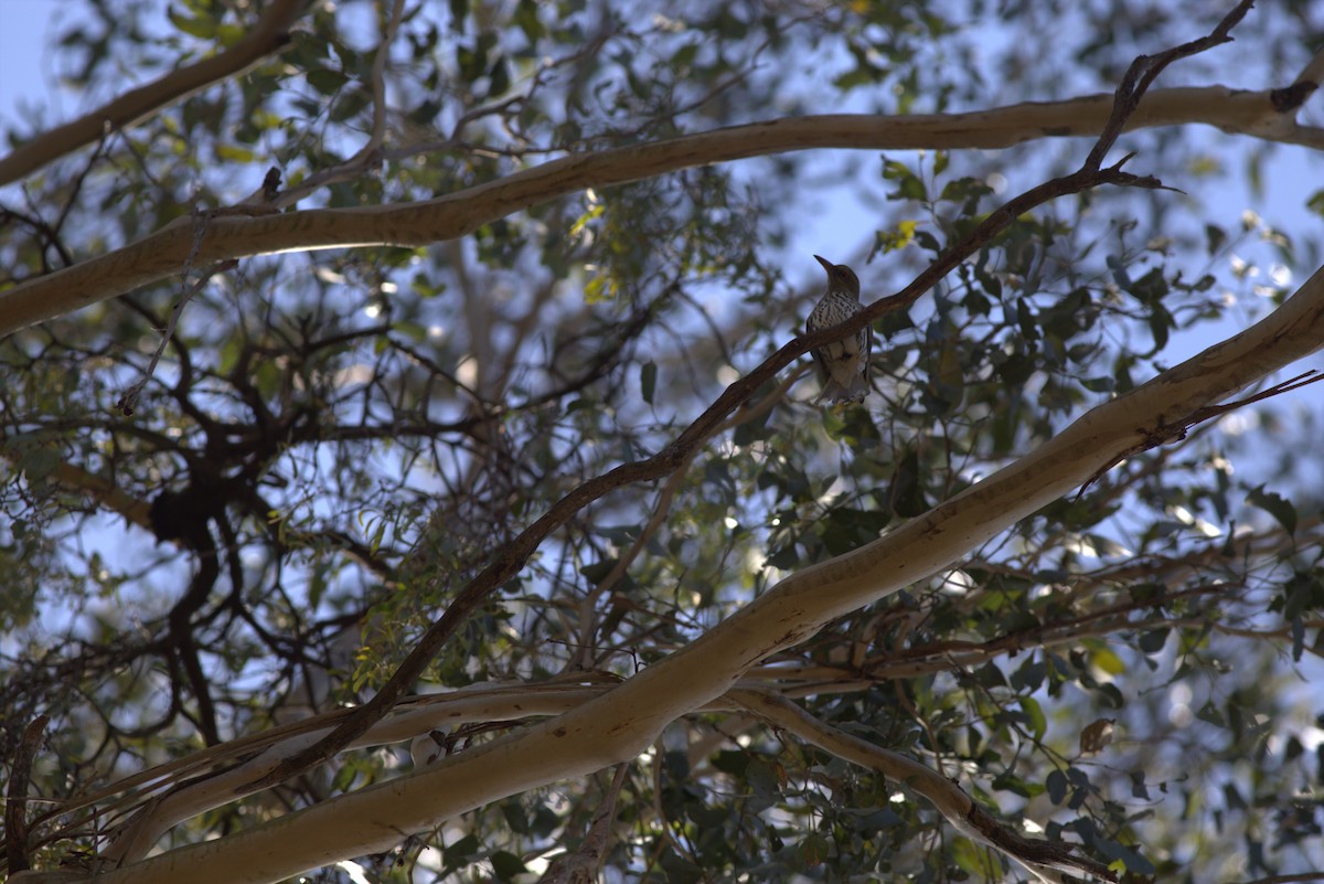 Olive-backed Oriole - ML610394006