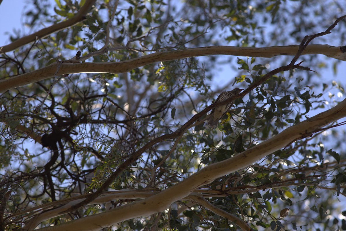 Olive-backed Oriole - Chandrika Khirani