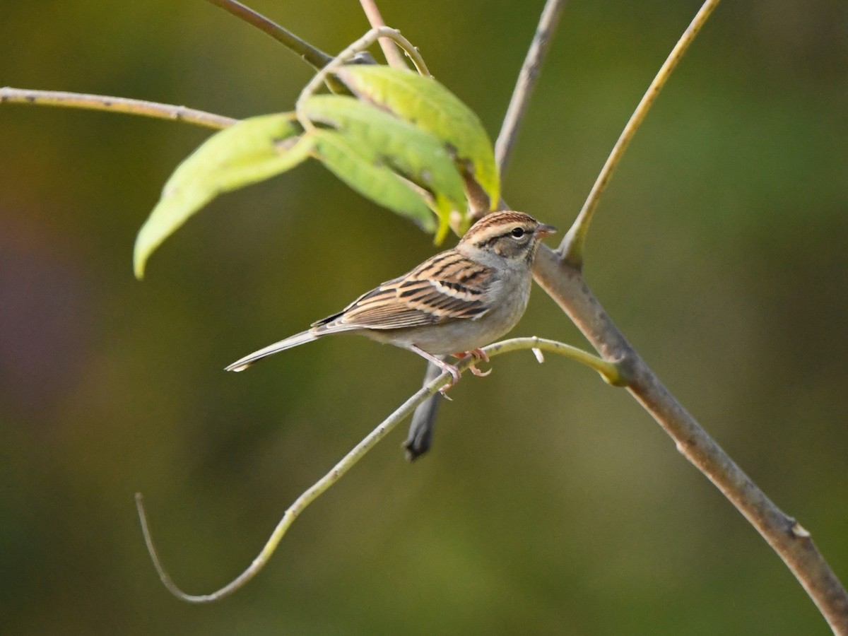 Chipping Sparrow - ML610394078