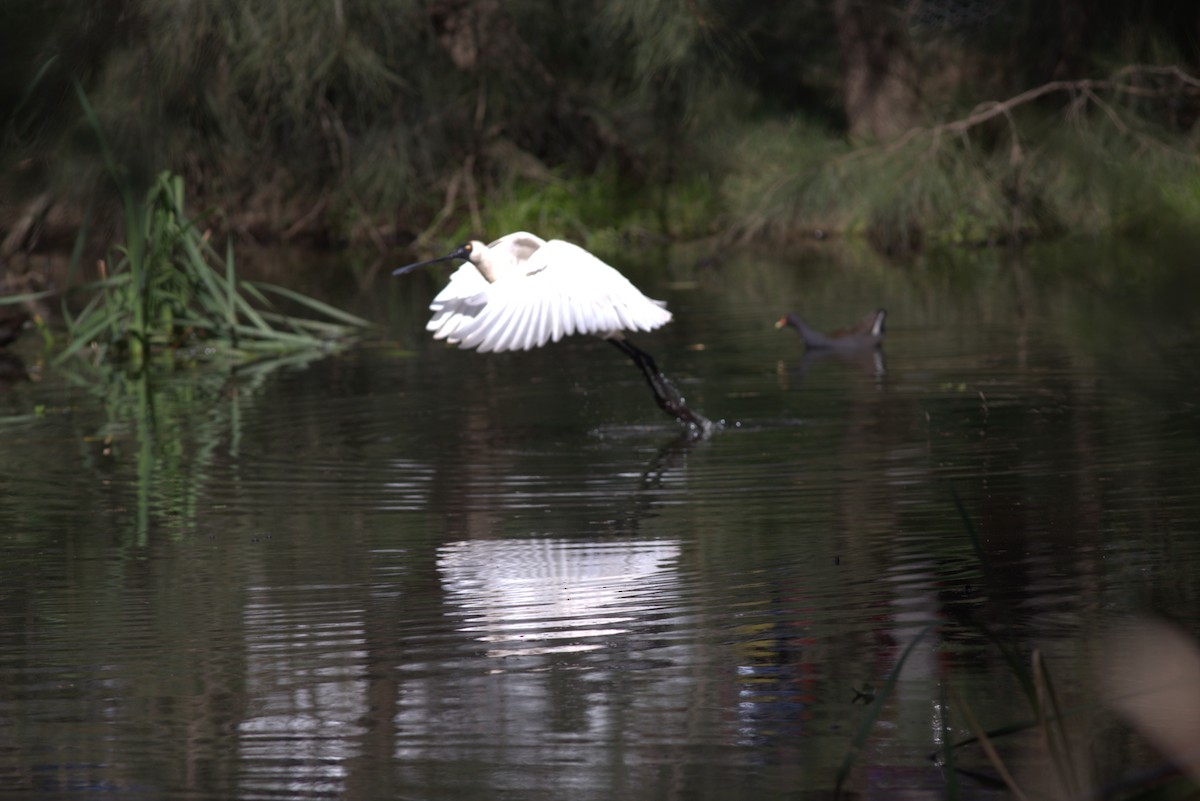 Royal Spoonbill - Chandrika Khirani