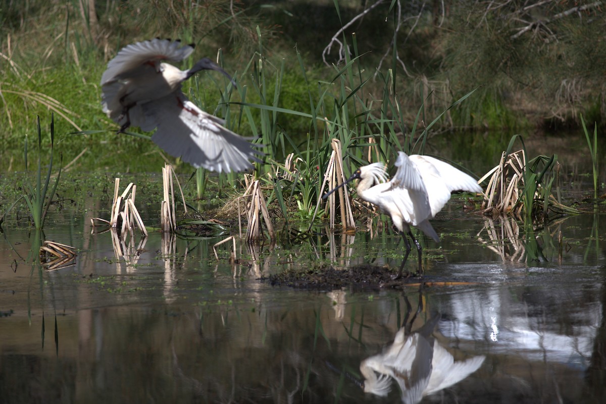 Royal Spoonbill - Chandrika Khirani