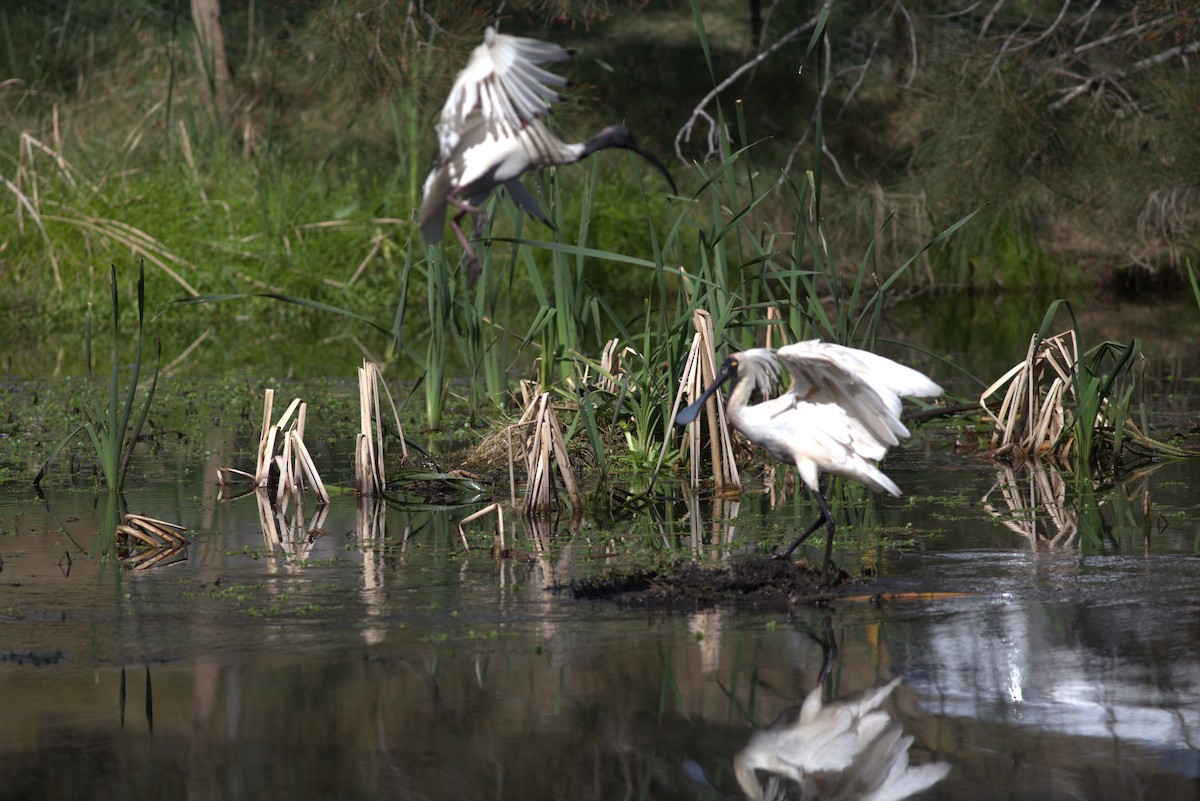 Royal Spoonbill - Chandrika Khirani