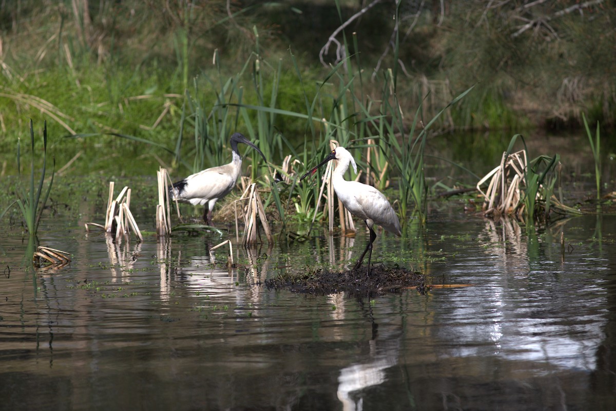 Royal Spoonbill - Chandrika Khirani