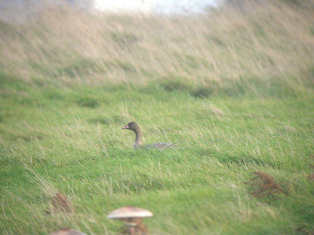 Pink-footed Goose - ML610394252