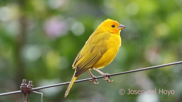 Saffron Finch (Saffron) - ML610394260