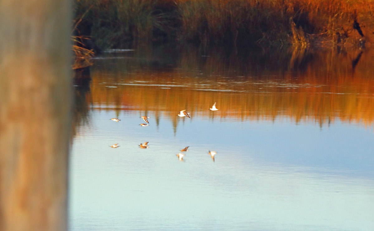 Semipalmated Sandpiper - ML610394291