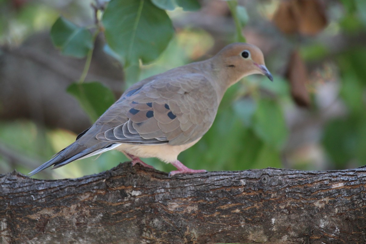 Mourning Dove - George Dokes