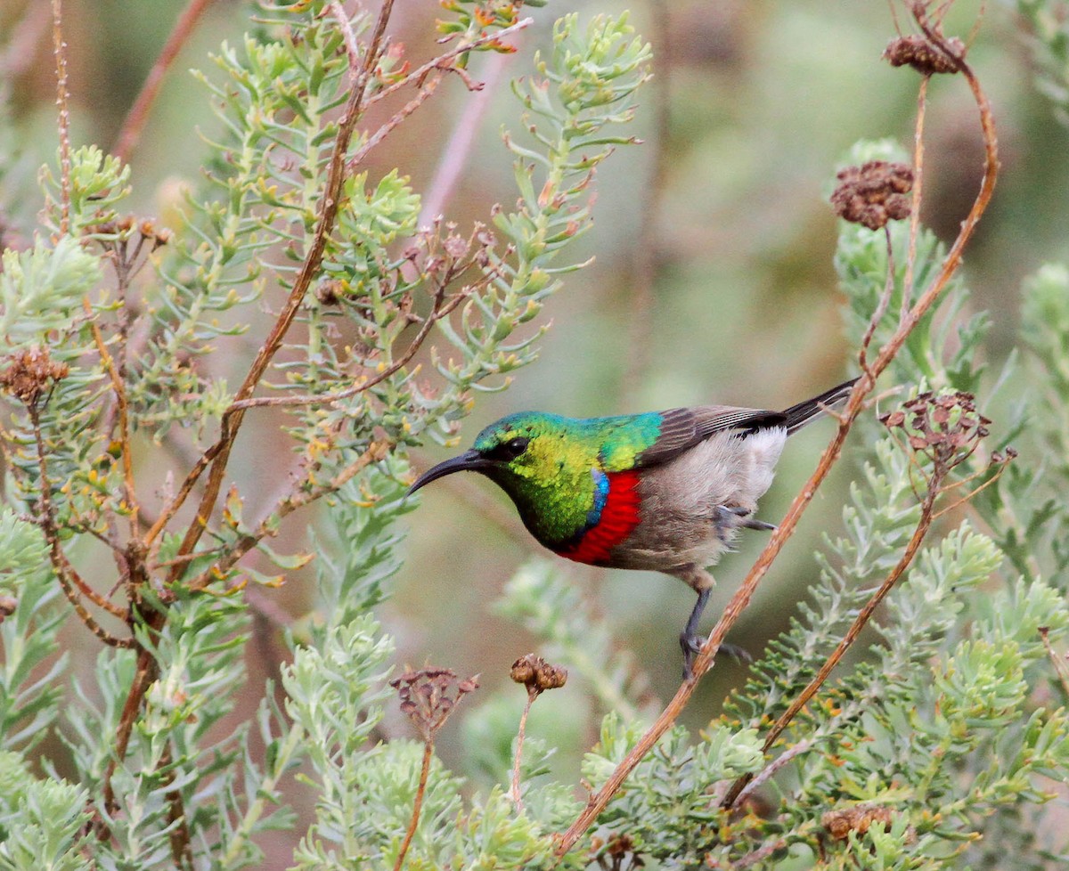 Southern Double-collared Sunbird - ML610394371