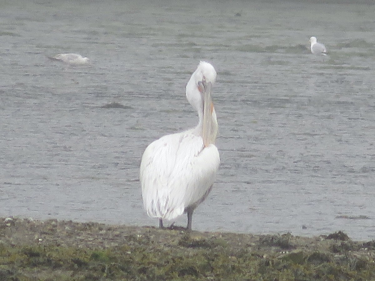 Dalmatian Pelican - Simon Pearce