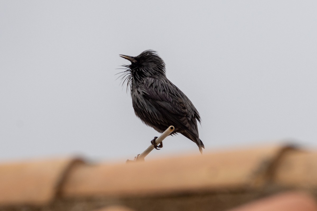 Spotless Starling - ML610394462