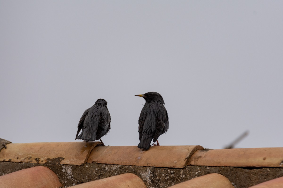 Spotless Starling - ML610394463