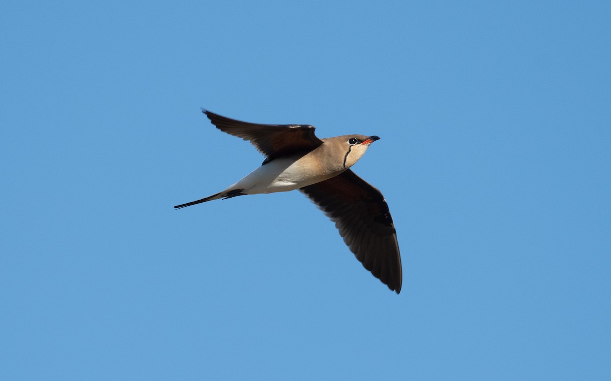 Collared Pratincole - ML610394471