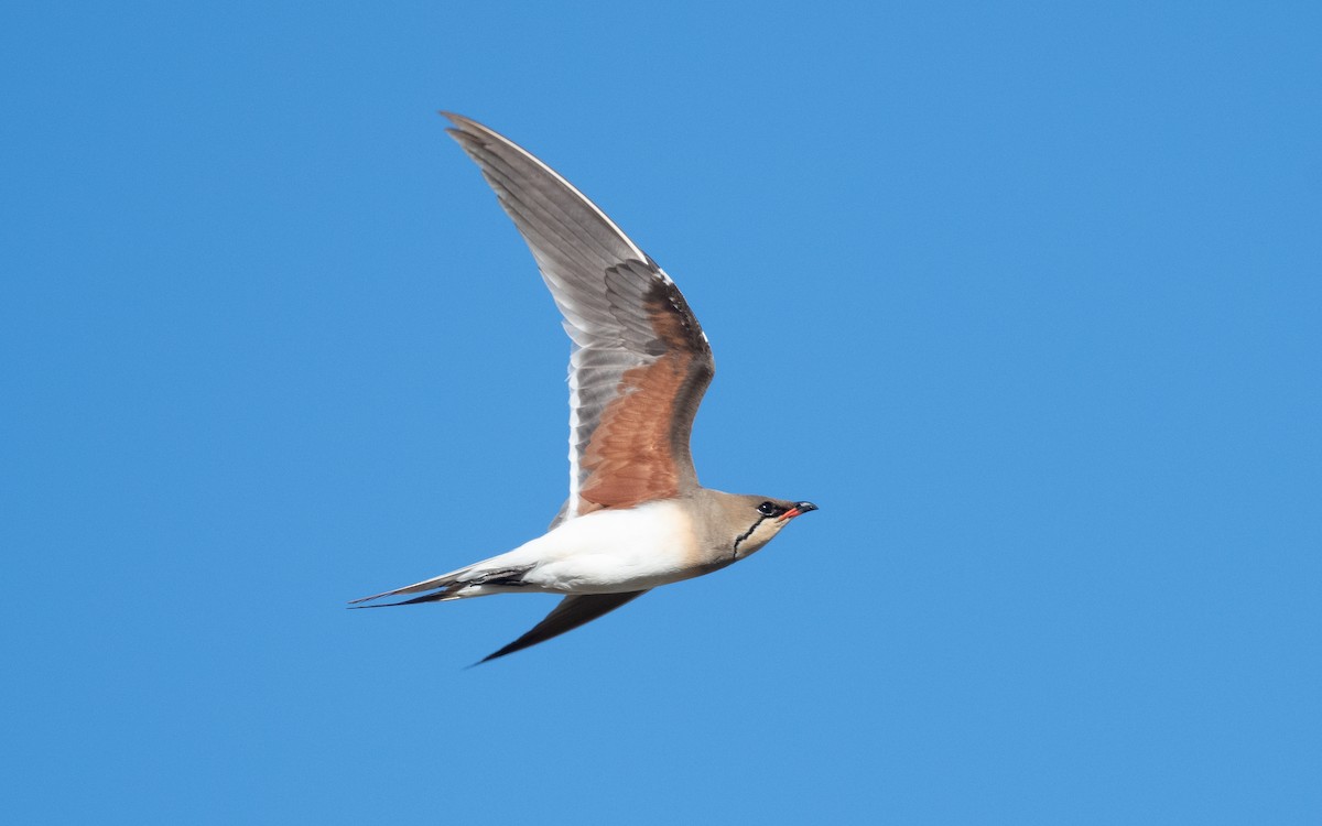 Collared Pratincole - ML610394473