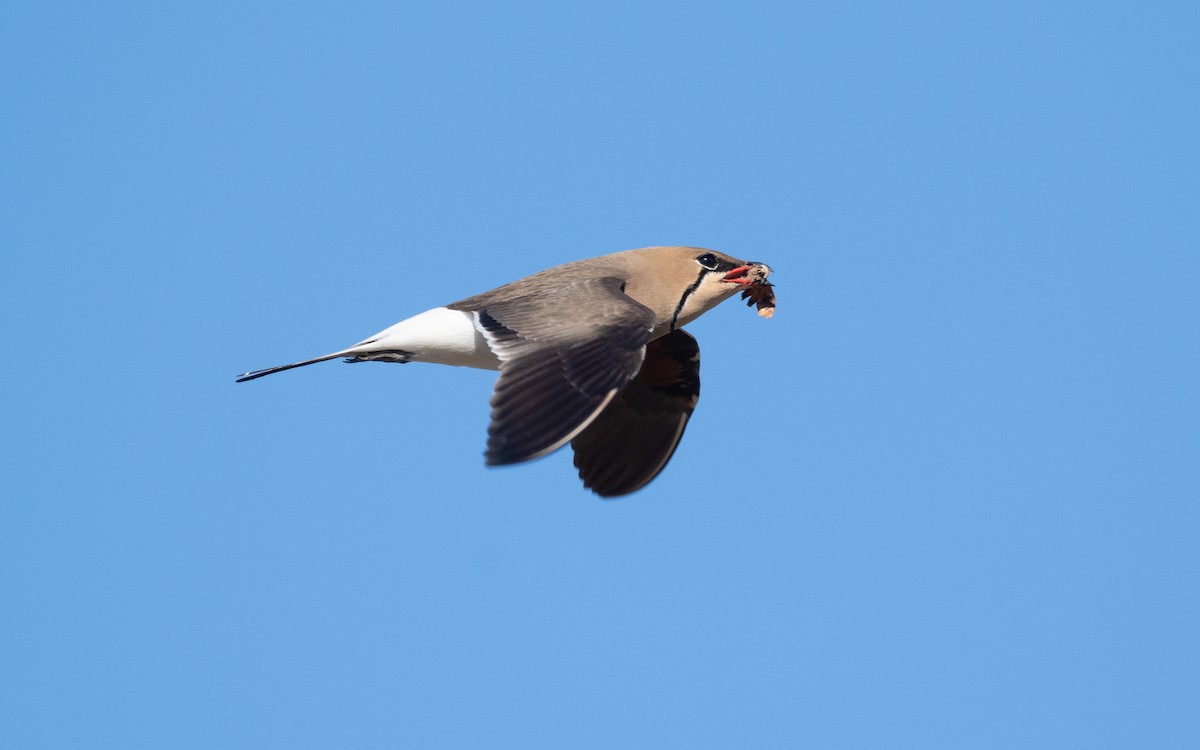 Collared Pratincole - ML610394476