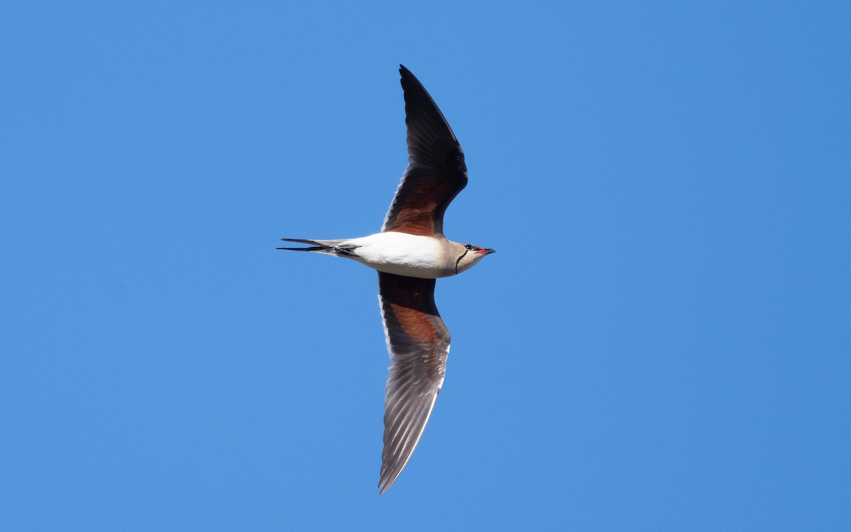 Collared Pratincole - ML610394478