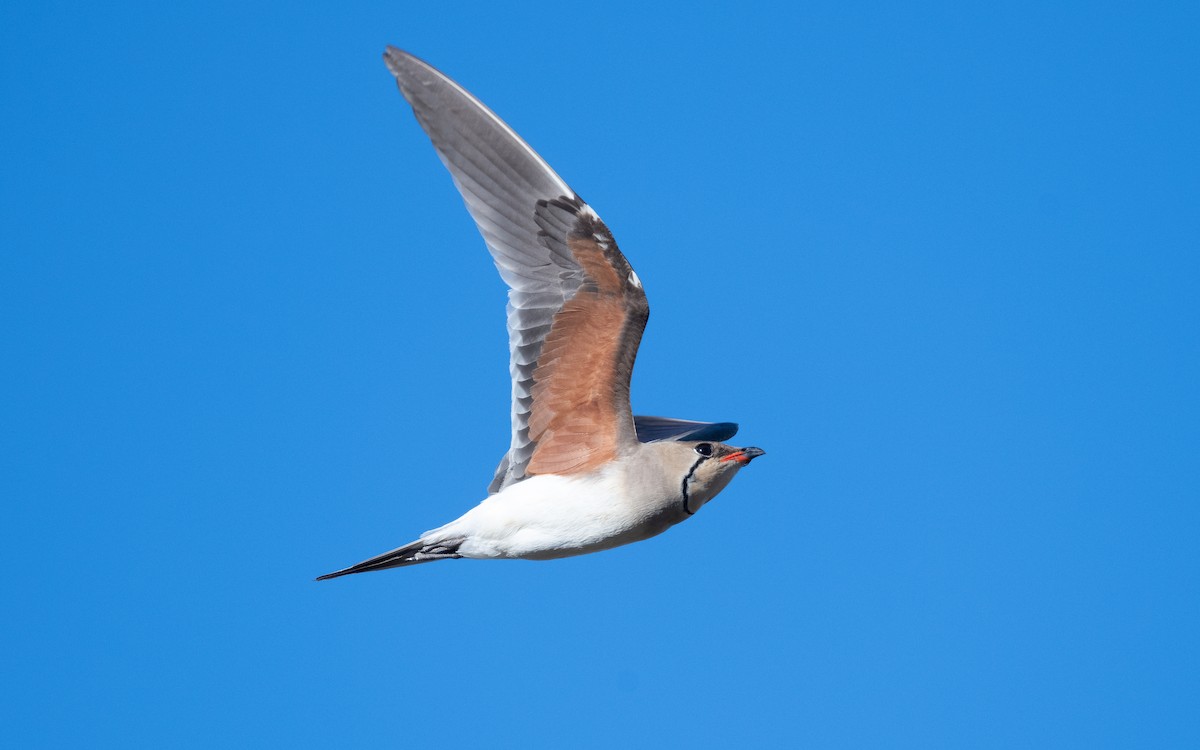 Collared Pratincole - ML610394479