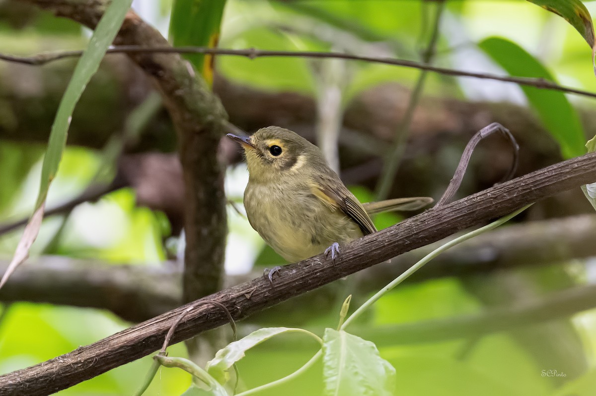 Oustalet's Tyrannulet - ML610394530