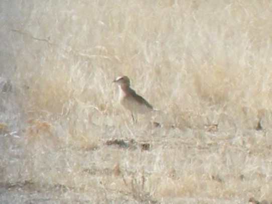 Mountain Plover - ML610394563