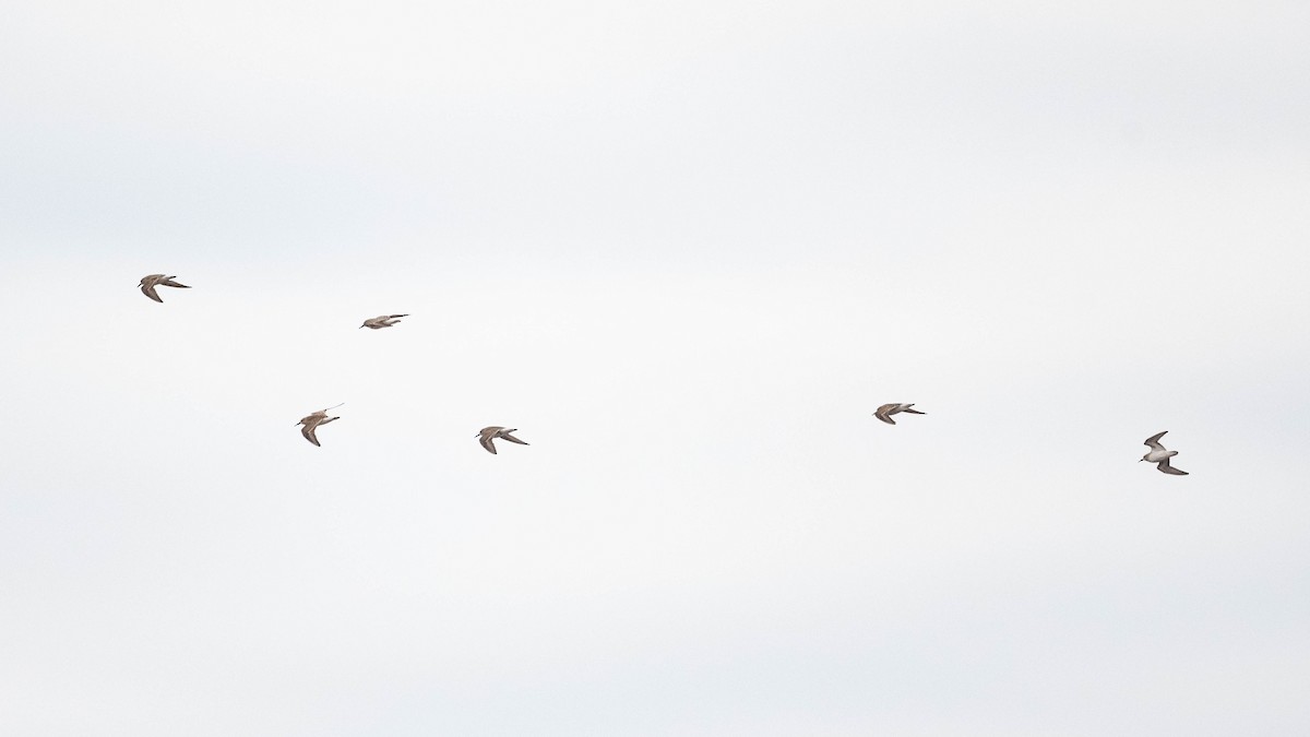 White-rumped Sandpiper - ML610394591