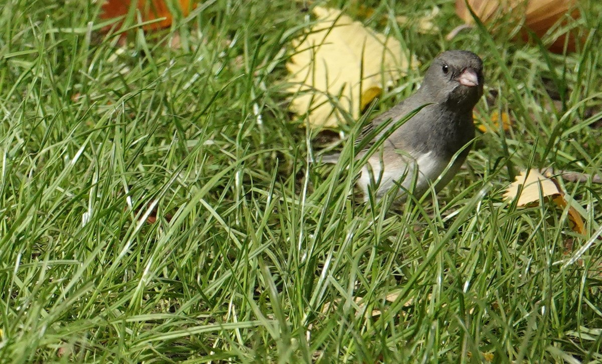 Dark-eyed Junco - ML610394734