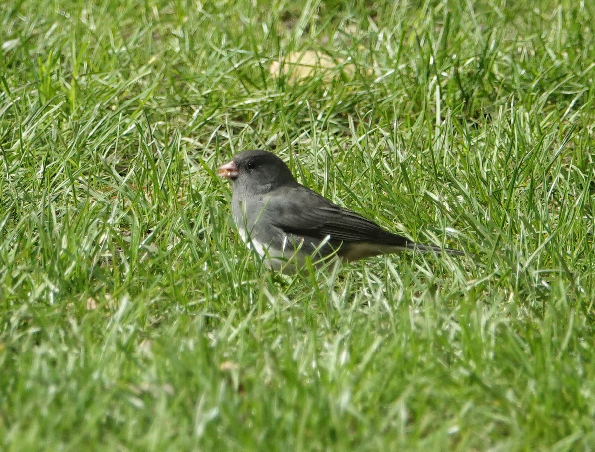 Dark-eyed Junco - ML610394741