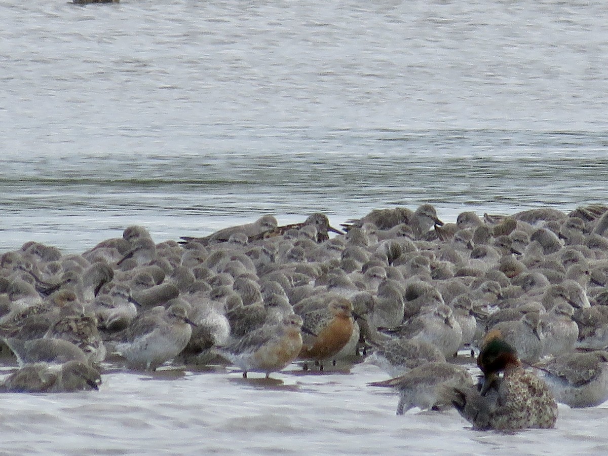 Great Knot - ML610394753