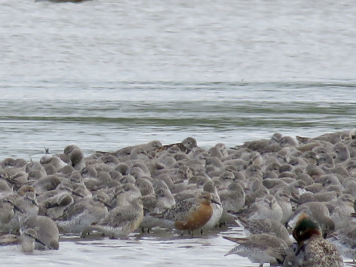 Great Knot - ML610394755