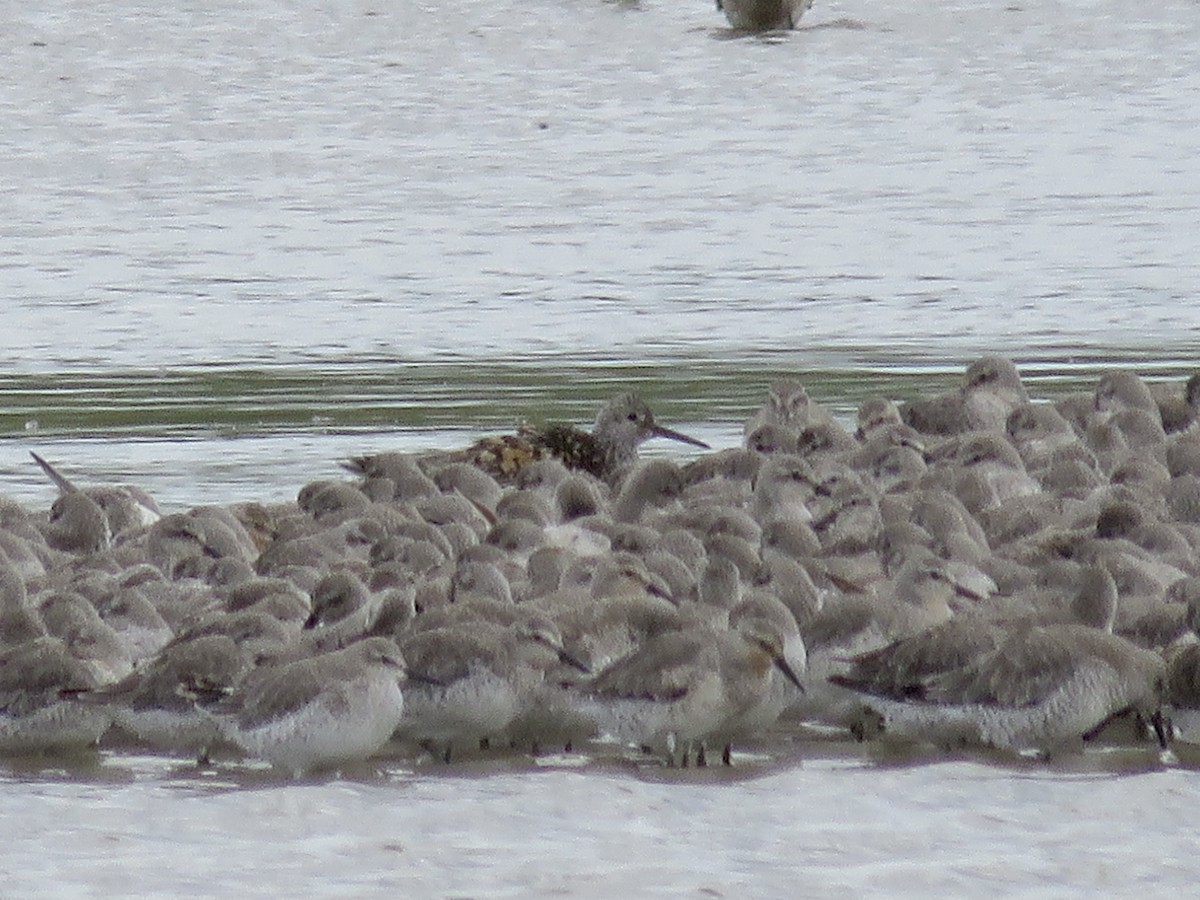 Great Knot - Simon Pearce