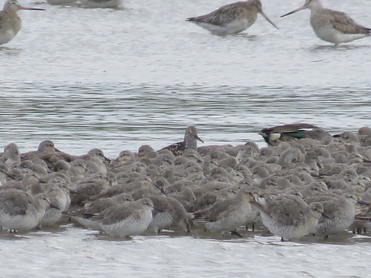 Great Knot - Simon Pearce