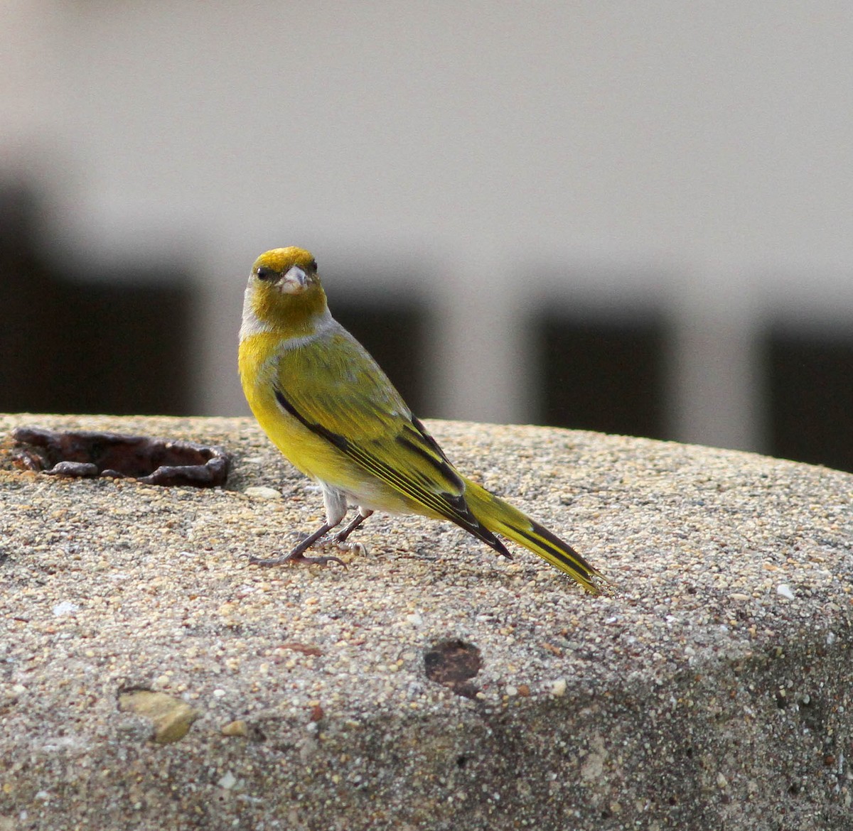 Cape Canary - ML610394849