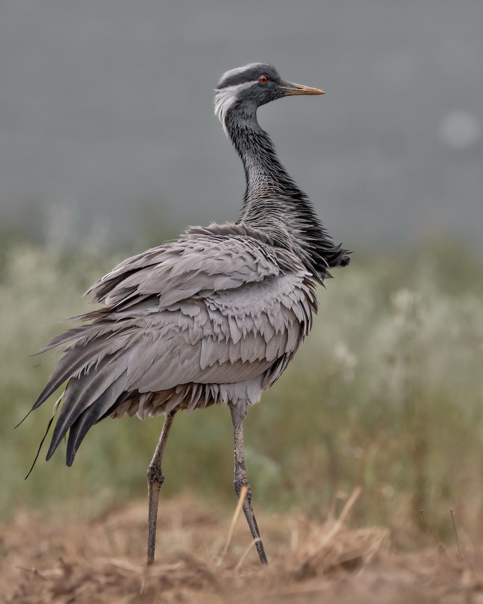 Demoiselle Crane - ML610394861