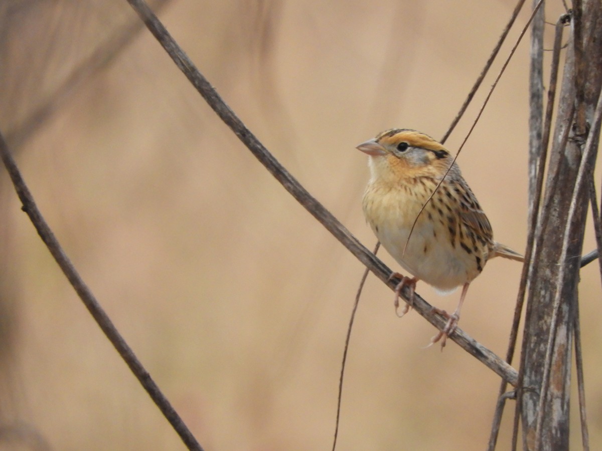 LeConte's Sparrow - ML610394862