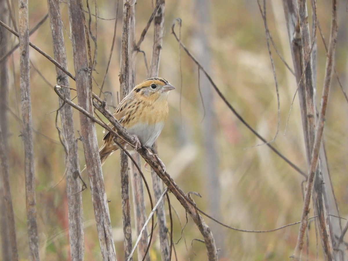 LeConte's Sparrow - ML610394875