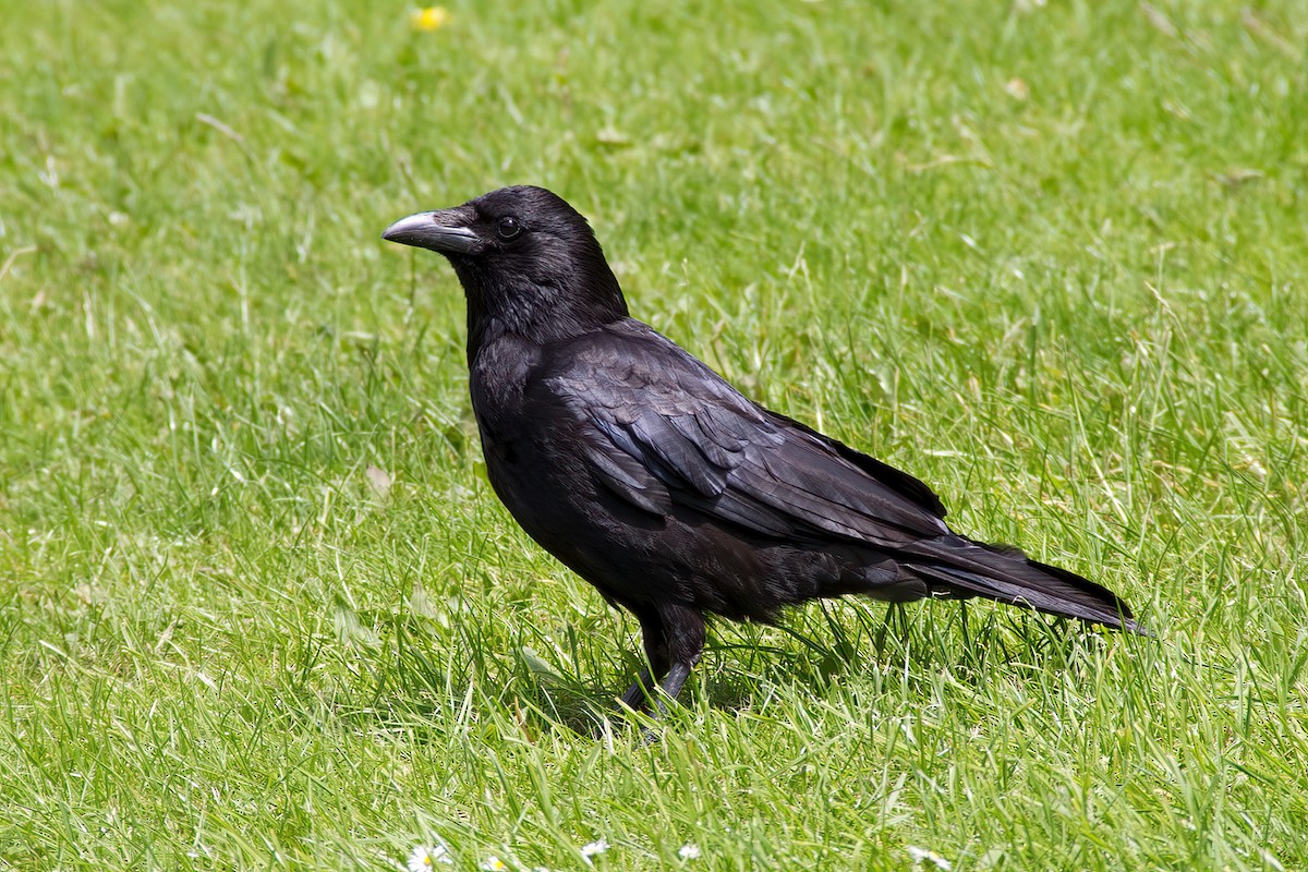 Carrion Crow - Dave Curtis