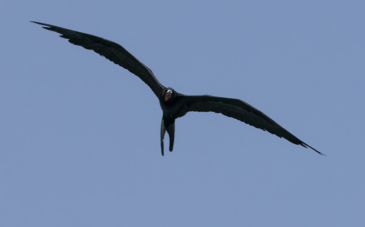 Magnificent Frigatebird - Susan Davis