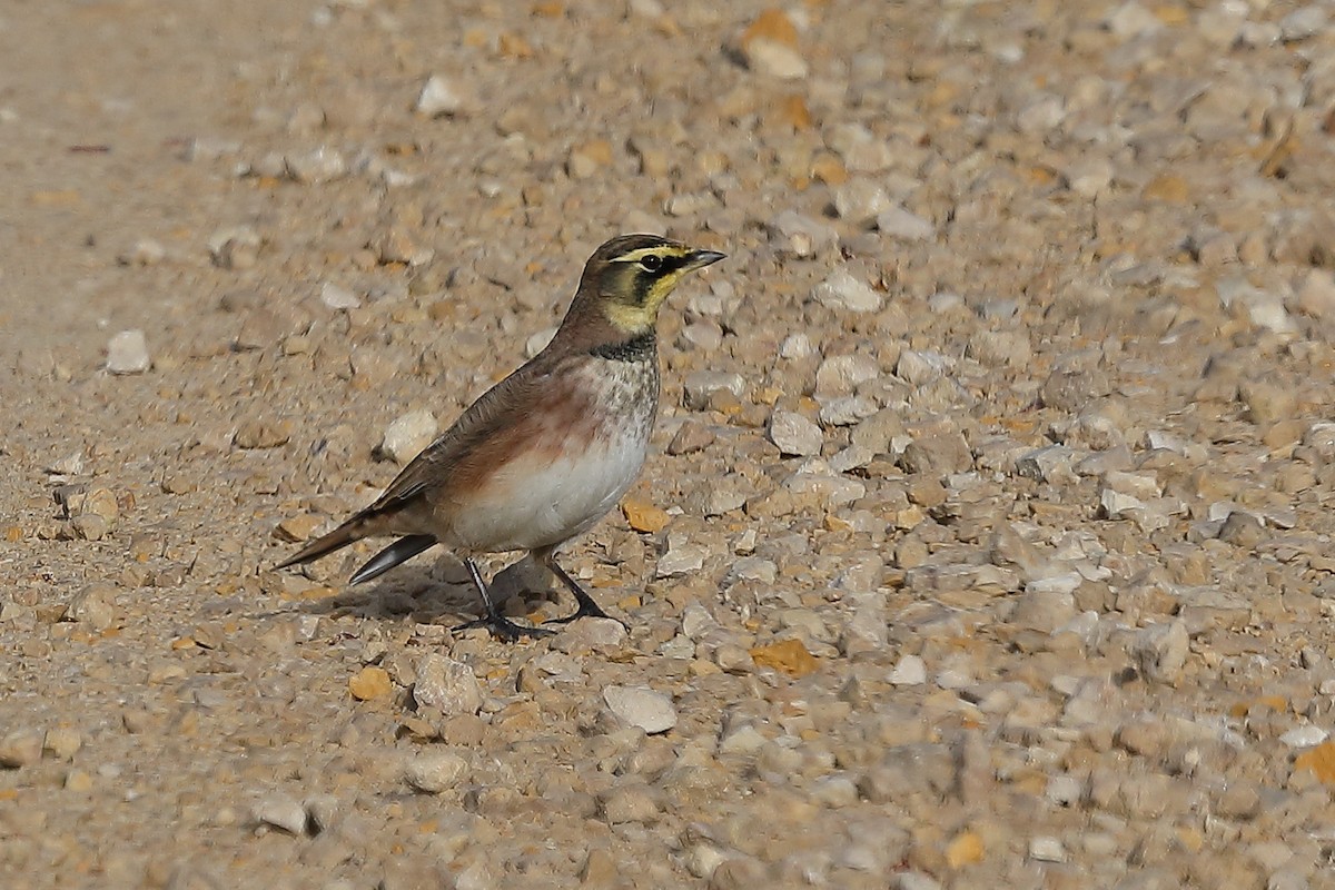 Horned Lark - ML610395065