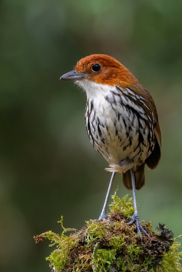 Chestnut-crowned Antpitta - Johnnier Arango 🇨🇴 theandeanbirder.com