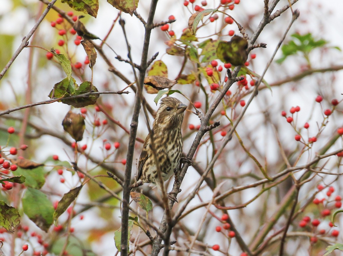 Purple Finch - ML610395309