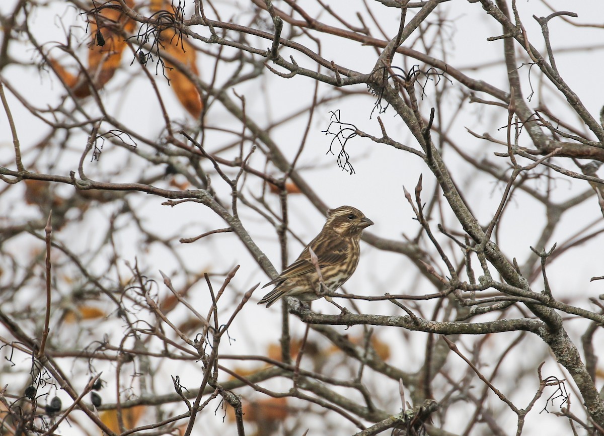 Purple Finch - ML610395314